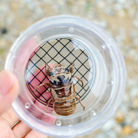 Kit d'observation des insectes pour enfants avec loupe, jouet d'exploration en plein air, kit scientifique, fournisseur en gros
