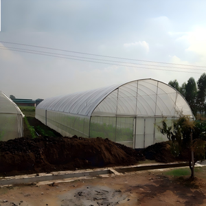 Serre tunnel agricole à structure en acier inoxydable, film plastique PE écologique, pour la culture de tomates, laitues et poivrons - Product Image 6