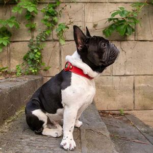 Genuine Leather Durable Adjustable Retro Blush <b>Pink</b> Dog Collar for <b>Gifts</b> - Product Image 5