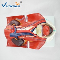 Modelo Anatómico del Sistema Urinario Humano, Modelo de Riñón, Uréter, Vejiga y Uretra para Enseñanza Médica en Urología, CE/ISO/ROHS/CNAS