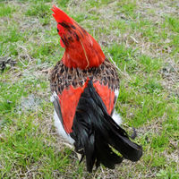 Figurine de coq réaliste en plumes véritables, grande taille, simulation d'animal de ferme, figurine anime pour la décoration de la maison, du jardin et du paysage.
