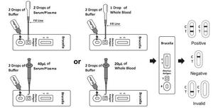 Mèo <span class=keywords><strong>Mycoplasma</strong></span> pneumoniae Ag kiểm tra sức khỏe vật nuôi kháng nguyên nhanh chóng <span class=keywords><strong>Kit</strong></span> kiểm tra - Product Image 4
