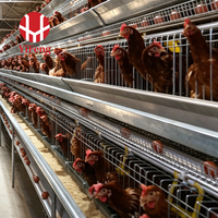 Système de cages à poules pondeuses de type A à 4 niveaux avec abreuvement automatique, bande de collecte de fumier, collecte d'œufs, abreuvoir à tétine en acier galvanisé