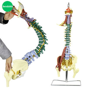 Menschliches Skelett modell Anatomie Wirbelsäulen-Wirbelsäulen modell Medizinisches Skelett modell mit Nerven arterien Becken muskel - Product Image 2