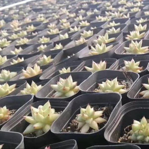 Plantas Suculentas Artificiales <span class=keywords><strong>Echeveria</strong></span> <span class=keywords><strong>Paso</strong></span> <span class=keywords><strong>Doble</strong></span> al por Mayor - Product Image 3