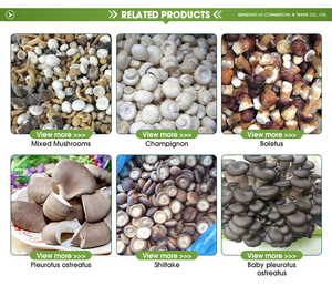 Fabricante Chino de Boletus <span class=keywords><strong>Edulis</strong></span> Entero/en Bloque, <span class=keywords><strong>Precio</strong></span> al por Mayor, Boletus <span class=keywords><strong>Edulis</strong></span> Fresco Congelado - Product Image 6