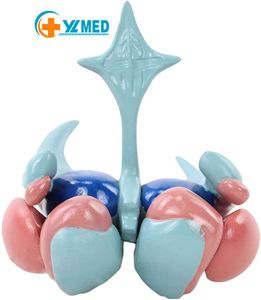 Scienza dell'insegnamento medico ingrandire i gangli della base modello anatomico del modello ventricolo-gangli della base-talamo-ventricolo - Product Image 1