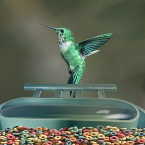 SuntekCam Bird Feeder <b>Camera</b> Solar Powered 3000Mah Battery <b>Night</b> <b>Vision</b> Hanging Mount AI Animal Recognition - Product Image 5
