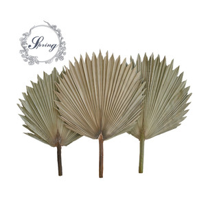 Feuilles de <span class=keywords><strong>palmier</strong></span> séchées Instagram pour la décoration de mariage - Product Image 2