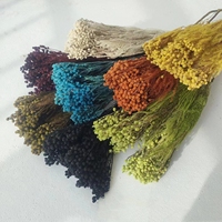 PPS05 Brunia Albiflora Conservé Corail Fruits Fleurs Offre Spéciale Vente En Gros pour Graduation De Noël Thanksgiving Décoratif