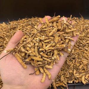 <span class=keywords><strong>Cordyceps</strong></span> özü tozu OEM hizmeti taze tarzı kapsüller için fonksiyonel içecekler tabletler ham işleme tipi - Product Image 4