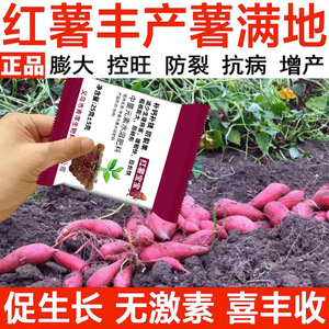 Engrais pour Patate Douce Rouge et Patate Douce Bébé 25g Supplément Calcium Magnésium Anti-Craquelure Améliorateur de Rendement - Product Image 5
