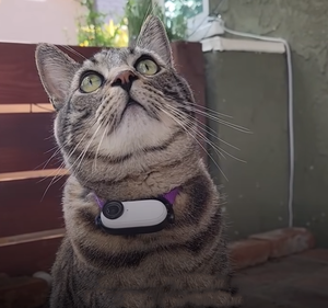 Cámara de acción deportiva con ojo de pez LCD Vlog cámara de vídeo grabadora de voz tarjeta integrada de 32GB para mascotas gato y bicicleta motocicleta - Product Image 6