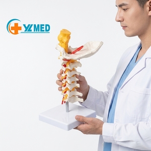 Modèle de colonne vertébrale cervicale humaine en PVC YULIN YLD0401 pour l'enseignement et l'apprentissage, avec artère cervicale, <span class=keywords><strong>squelette</strong></span>, sciences médicales - Product Image 1