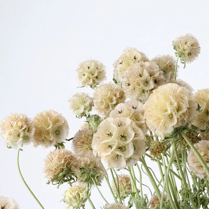 Popular new products decorative dried flowers dried scabiosa flower for flower arts