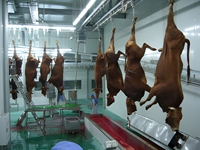 Ligne d'abattage semi-automatique pour bovins – Équipement économique pour abattoir de bœuf – Machine d'abattage de bovins pour usine de transformation de viande