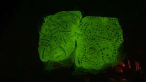 Braccialetto in Gomma Luminoso OEM ODM Certificato <span class=keywords><strong>CE</strong></span> Braccialetto in Silicone Fluorescente che si Illumina al Buio - Product Image 3