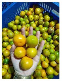 Emballage prix de gros fabrication purée de fruits naturellement purée de Calamansi congelé Lifefoods de 99GD Vietnam - Product Image 3