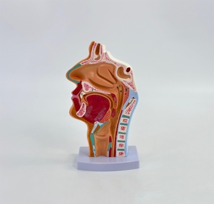 Modèle anatomique de la cavité nasale et du larynx sains, incluant la section du nez, de la gorge et du cou - Product Image 2