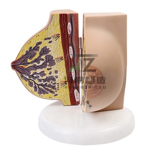 Modèle anatomique de sein féminin humain en phase de repos pour la science médicale - Product Image 2