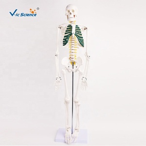 Y tế khoa học y tế giảng dạy PVC 85cm bộ xương người với cột sống dây thần kinh mô hình cuộc sống Kích thước bộ xương - Product Image 2