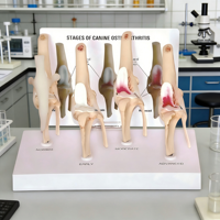 Modèle de progression de l'arthrose canine du genou, Affichage pédagogique d'anatomie vétérinaire en 4 étapes