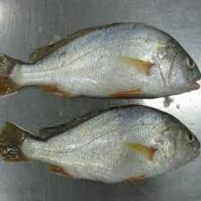 Croaker entier congelé, sauvage et naturel, de qualité supérieure, riche en protéines et faible en glucides, pour la restauration (HoReCa) - Product Image 6