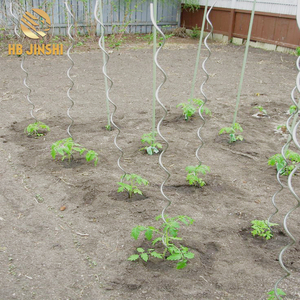 Fil d'acier lourd de 1,5 m de long pour le soutien des piquets en spirale de culture des haricots grimpants - Product Image 4