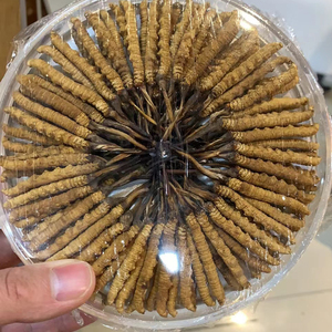 Chất lượng cao Cordyceps Sinensis chiết xuất Cordyceps Militaris chiết xuất - Product Image 3