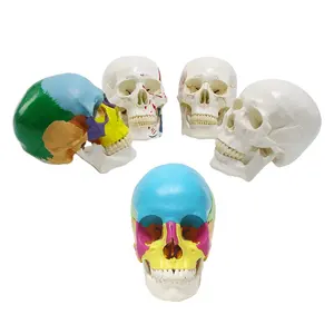 인간 두개골 모델 실물 크기 해골 3D 모델 색상 시뮬레이션 인간 의학 과학 해골 해부학 모델