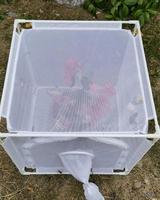 Vente en gros usine : Cage d'élevage d'insectes écologique en nylon carré avec fermeture éclair, kits d'élevage de papillons d'extérieur