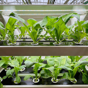 Sistemas de Cultivo Hidropónico para Uso Doméstico 2026, Bomba Automática Interior, PVC de Grado Alimenticio, 65 Meses de Riego, Venta al Por Mayor - Product Image 6