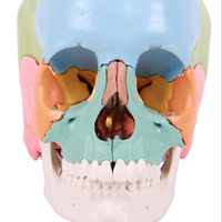 Modelo de calavera médica de esqueleto, modelo de enseñanza de buena calidad y precio