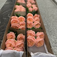 K-0166 Bunga Austin Rose Real Touch Warna Peach Pink Oranye Dekorasi Pernikahan Rumah Mewah Perlengkapan Bunga untuk Reseller Grosir
