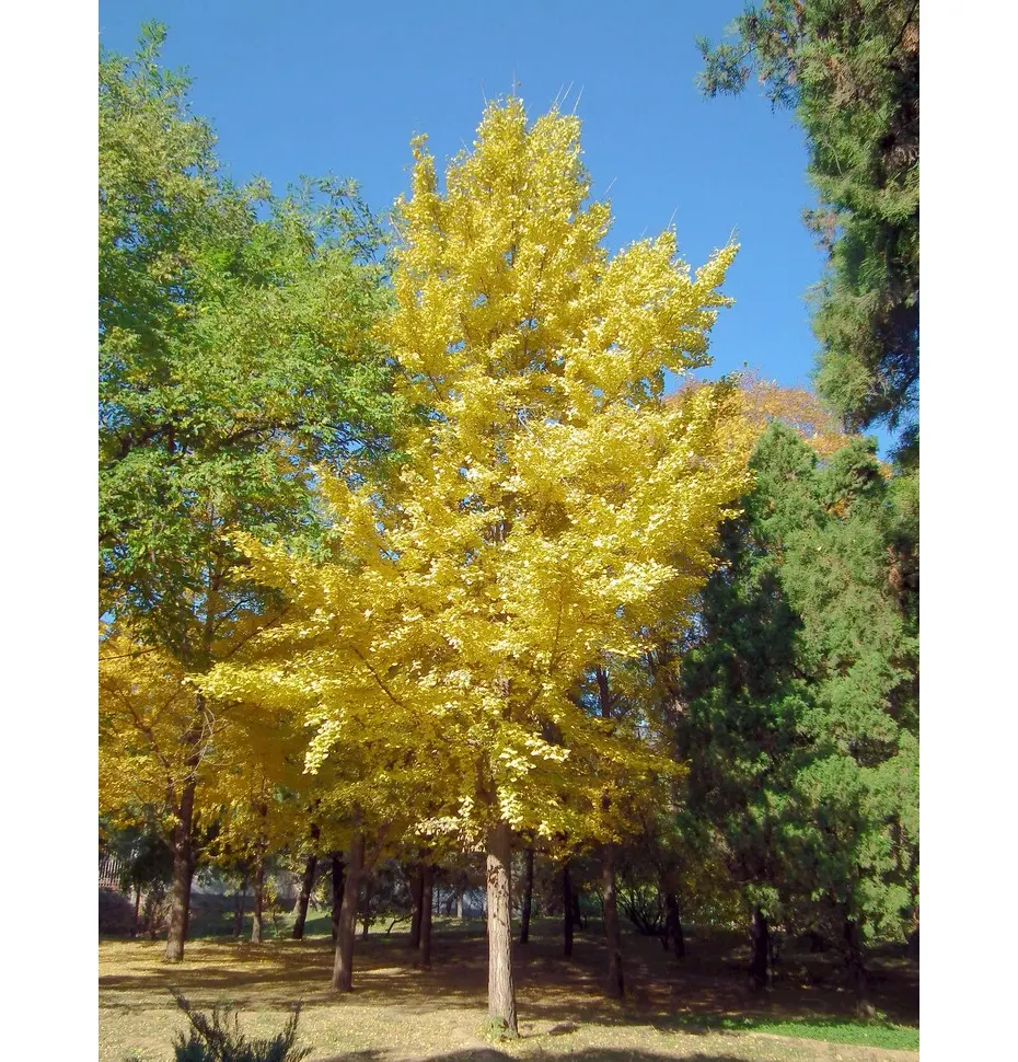 maidenhair tree,Cheap small large artificial plastic ginkgo tree for outdoor indoor decor