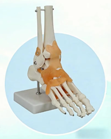 Modèle d'articulation du pied humain grandeur nature pour adulte, en PVC de haute qualité, matériel pédagogique pour la science médicale, fournitures pour les écoles d'infirmières
