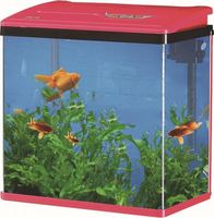 Mini aquarium de table magique en forme de carré, design en verre écologique pour poissons