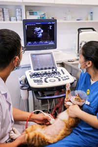 Cheapest <strong>Price</strong> Zoncare-P7 Medical Diagnostic Veterinary Trolley Color Doppler 3D 4D Zoncare <strong>Ultrasound</strong> Machine Equipment - Product Image 3