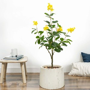 4FT gros <span class=keywords><strong>jasmin</strong></span> artificiel jaune fleur arbre avec Pot pour bureau à domicile mariage noël nouvel an décoration bonsaï plante - Product Image 3