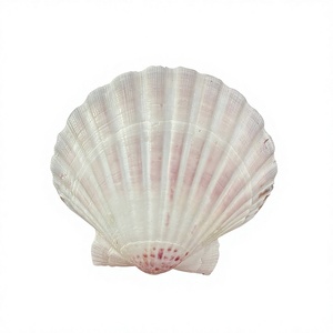 เปลือกหอยเชลล์ขัดเงาธรรมชาติ งานฝีมือพื้นบ้าน ของตกแต่งบ้านรักษ์โลก - Product Image 1