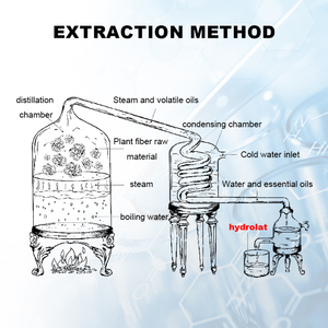 Fournisseur d'huiles essentielles BY, huiles essentielles naturelles pures en vrac pour l'aromathérapie, le massage, les soins de la peau, vente en gros - Product Image 6