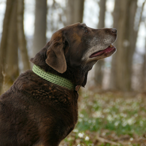 कुत्ते के मालिकों के लिए बड़े कुत्तों के लिए 3-वे एडजस्टेबल ग्रीन डॉग लीश 2 मीटर - Product Image 5