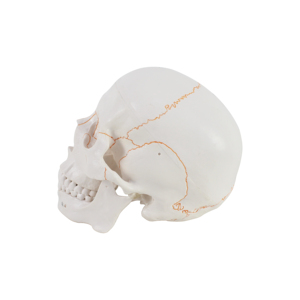 Science médicale modèle de <span class=keywords><strong>crâne</strong></span> en plastique classique <span class=keywords><strong>3D</strong></span> <span class=keywords><strong>humain</strong></span> avec cerveau - Product Image 5