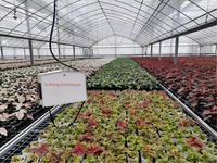 Gebruikt voor thuisgroenteteelt, multi-span landbouwkassen, stalen constructie, plastic kas, te koop.