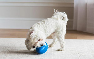 Pawise multiformato resistente al morso di cane Chew Ball giocattolo divertente uovo interattivo cane duro giocattoli da masticare per cani di piccole dimensioni di medie dimensioni - Product Image 4