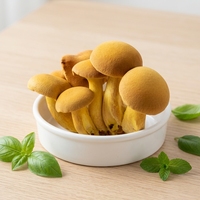 Nouveau produit 2026 : Morilles séchées de haute qualité, champignons bleus de la montagne