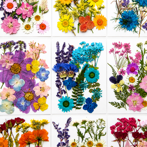 Fleurs séchées pressées en vrac, kit de spécimens botaniques pour la résine, scrapbooking, décoration DIY, couleurs assorties, 16-23 pièces - Product Image 4