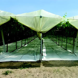 ฟิล์มเกษตร LUGRAPES ความแข็งแรงสูง ป้องกันลูกองุ่นจากลูกเห็บและฝน ควบคุมการสุก ช่วยเพิ่มผลผลิตองุ่น - Product Image 2