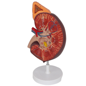 Thận Với Mô Hình Tuyến Thượng Thận Tiết Niệu Và Mô Hình Giao Tiếp Khám Thận-Bệnh Nhân - Product Image 3