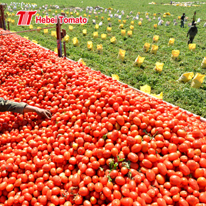 Chất lượng tốt nhất 36% 38% Brix cà chua dán vô trùng trong trống từ Trung Quốc - Product Image 3